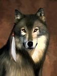 pic for Wolf Portrait